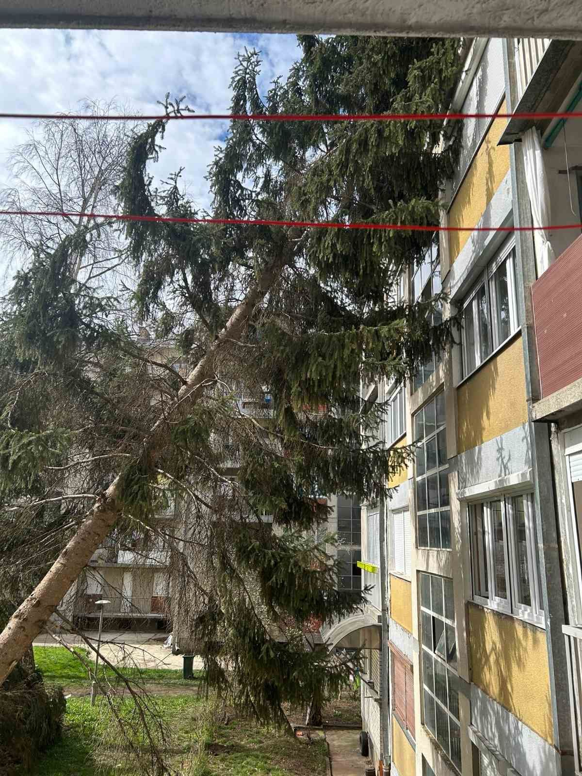 Drvo palo na zgradu u Priboju/ Foto: Primus