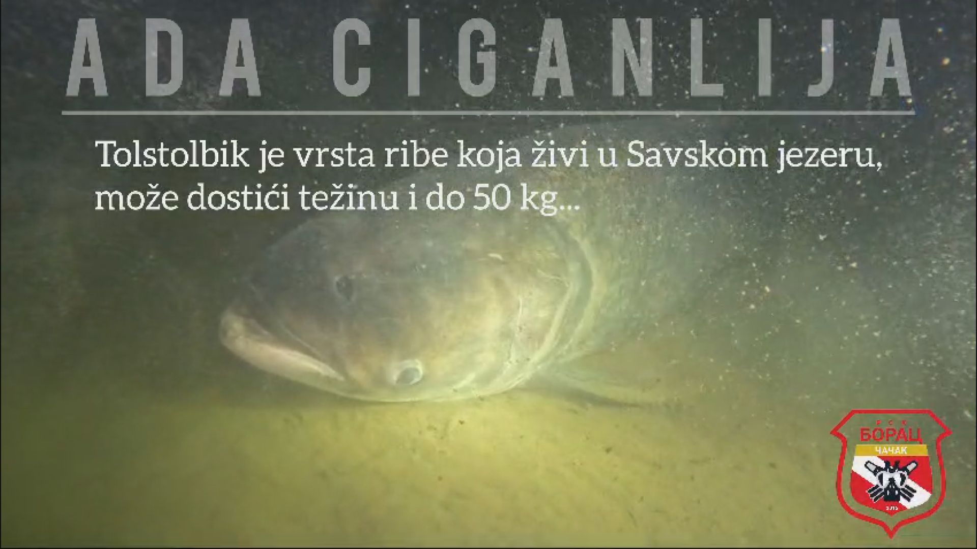 Neverovatan podvodni prizor na Adi Ciganliji: Čačanski ronici usnimili kapitalni primerak ribe Tolstolobik, dugačka preko jednog metra i teška oko 50 kilograma (FOTO)(VIDEO)