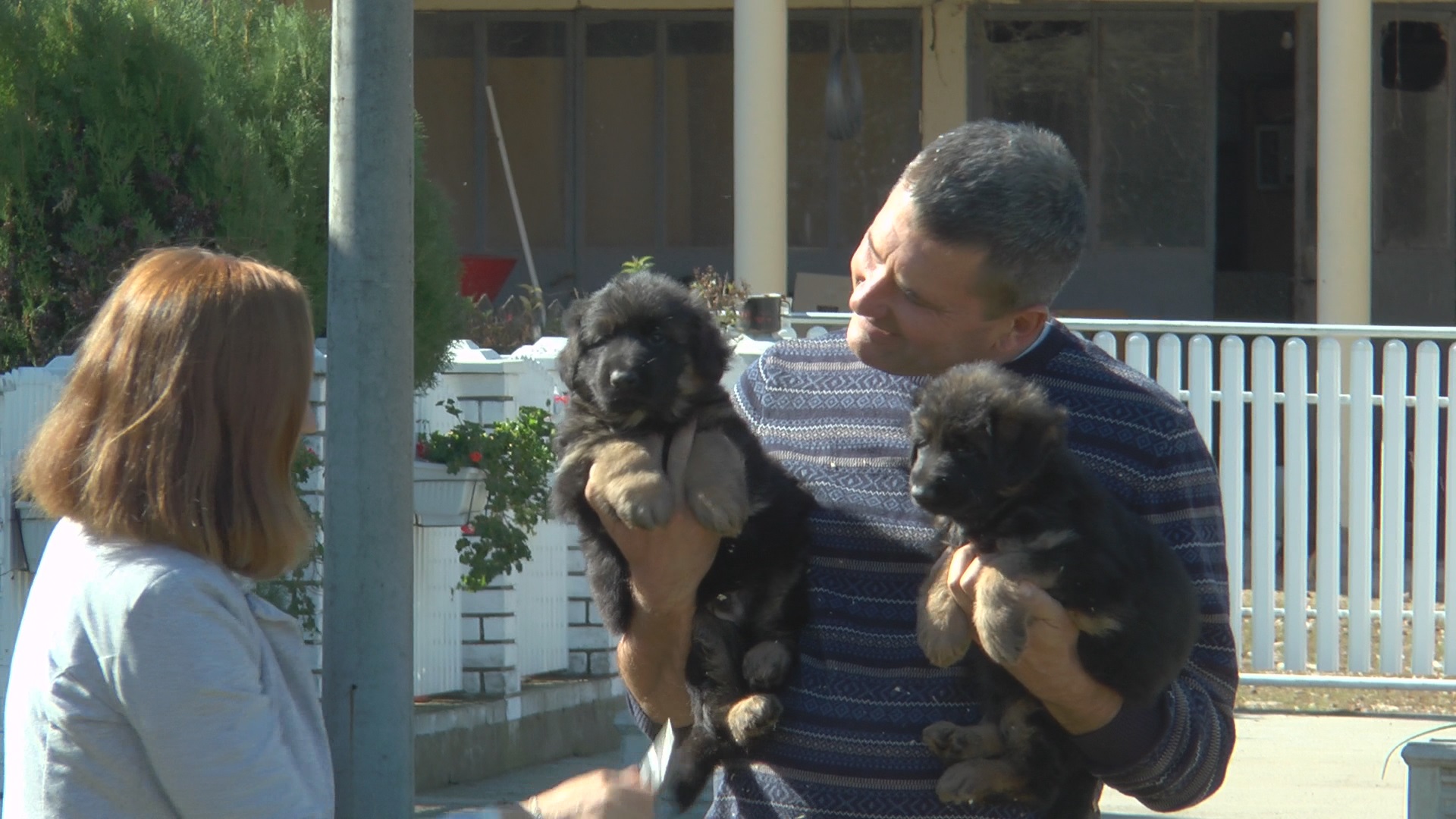 Kupci stižu iz čitavog sveta, svi žele srpske rasne pse: Radojevići iz sela Šume kod Topole od nemačkih ovčara prave šampione, potrebno je puno vremena i truda (FOTO)