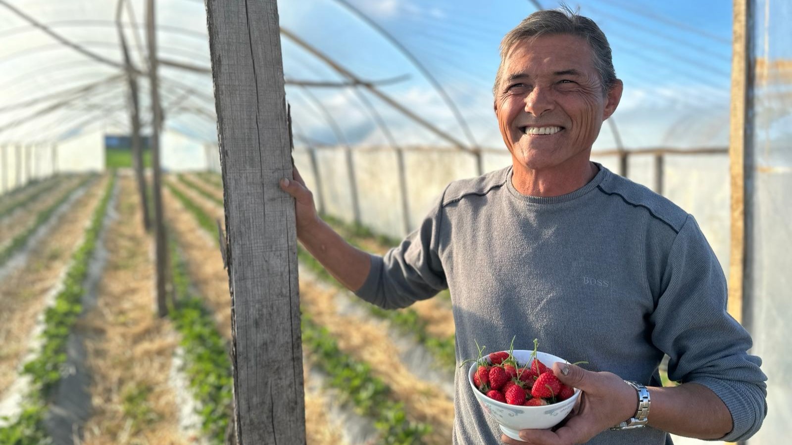 Prve domaće a organske jagode stigle na branje / foto: RINA