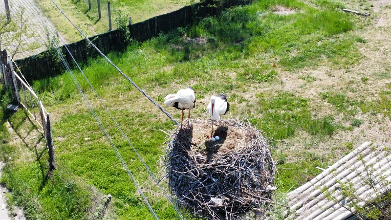 Iz vrele Afrike pravo u srce Srbije: Rode mogle da biraju bilo koje mesto na svetu ali su došle u Čačak, sve više parova dugonogih ptica letuje kraj Morave (FOTO)