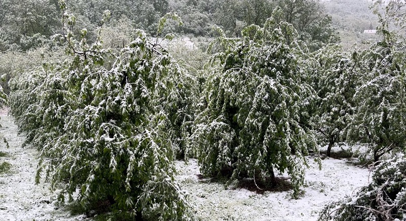 Sneg pade na behar, na voće: Vremenske (ne)prilike zadale nove glavobolje poljoprivrednicima, težak sneg mogao bi da slomi grane i uništi plodove (FOTO)