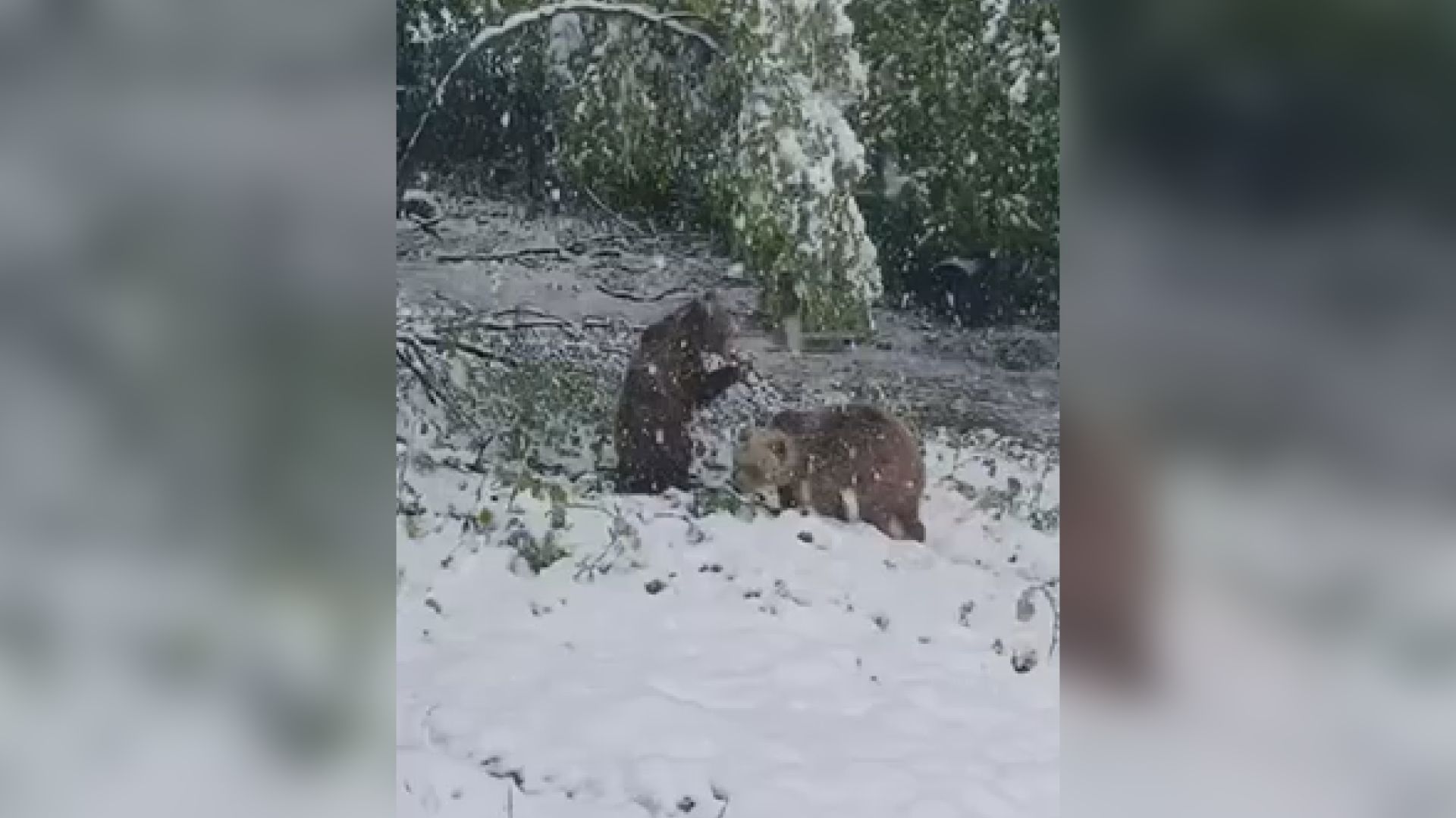 One uživaju u aprilskom snegu i prave ludorije: Najslađi snimak koji ćete danas videti, medvedice Maša i Ljubica sa Ozrena opet oduševile (VIDEO)