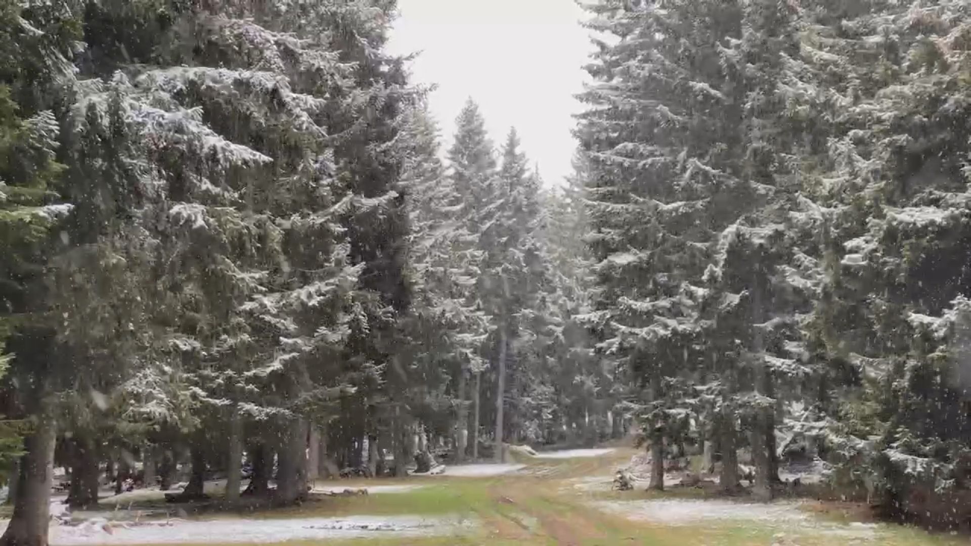 Sneg veje na Goliji: Zima u aprilu stisnula zube i ne pušta, prava decembarska idila na Odvraćenici u centru planine (FOTO)(VIDEO)