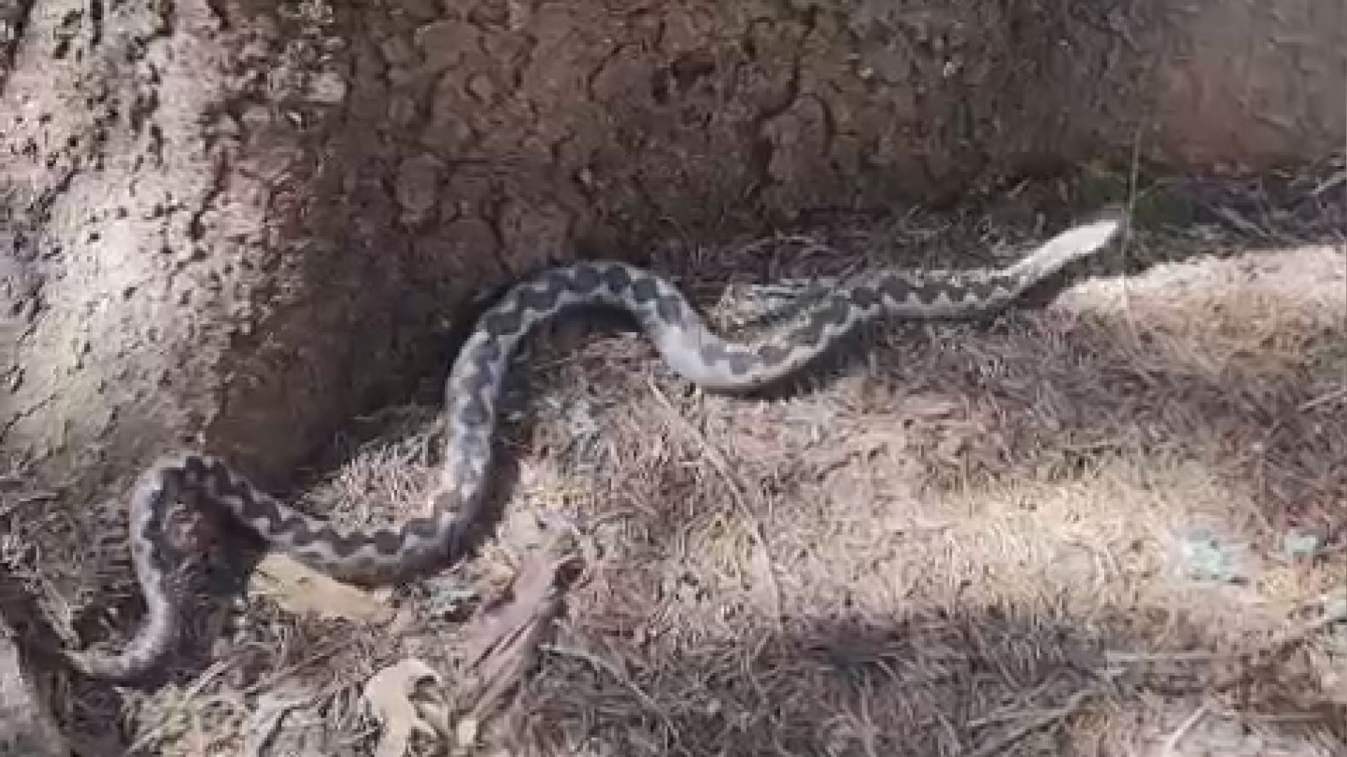Ogroman poskok na Pešteru: Sabahudin se sreo oči u oči sa opasnom zmijom dugom preko jednog metra, sada ih ima njaviše jer je vreme kad se opasni gmizavci pare (VIDEO)