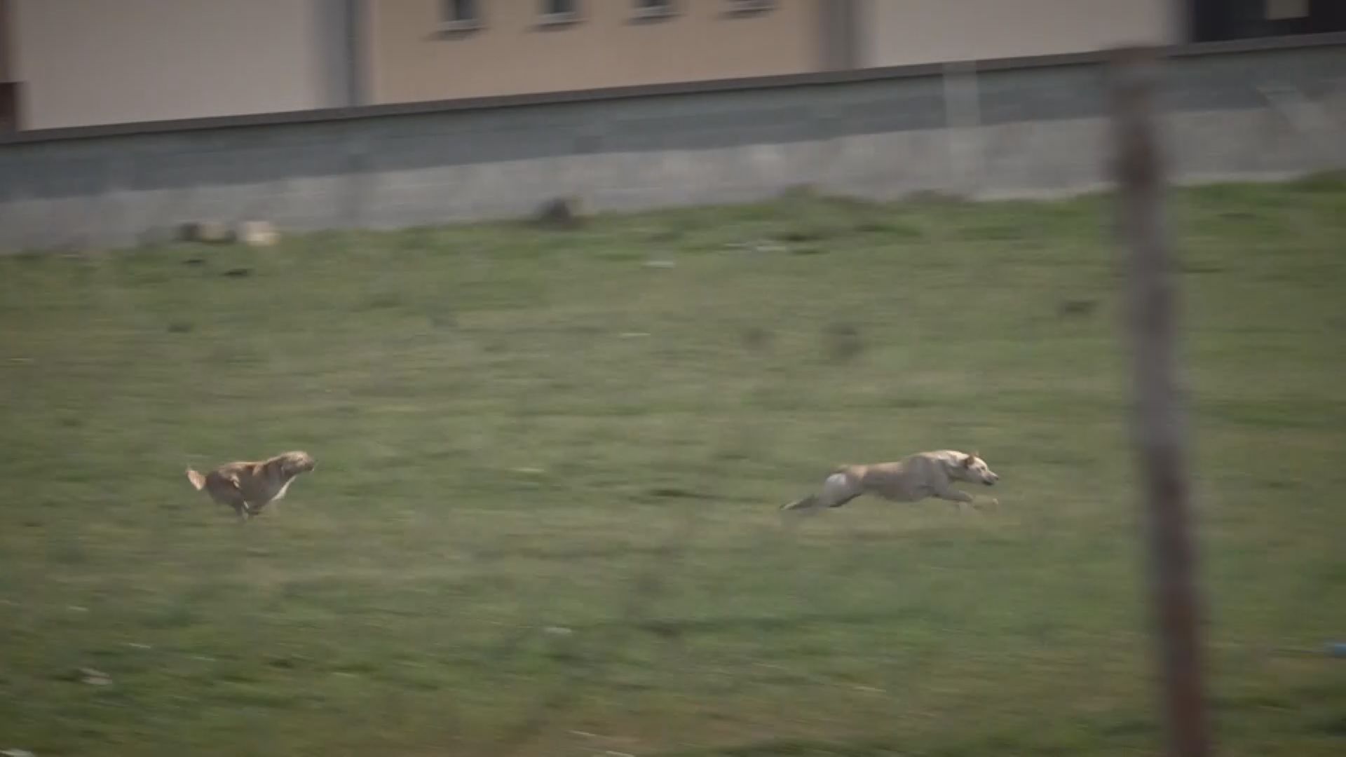 Psi lutalice napravile horor u Novom Pazaru, dva dečaka jedva spasila živu glavu ali njih je opet sve više i više i seju strah: Džankovići opet strahuju za svoju decu, azil za pse u ovom gradu gradi se ko Skadar na Bojani (FOTO)