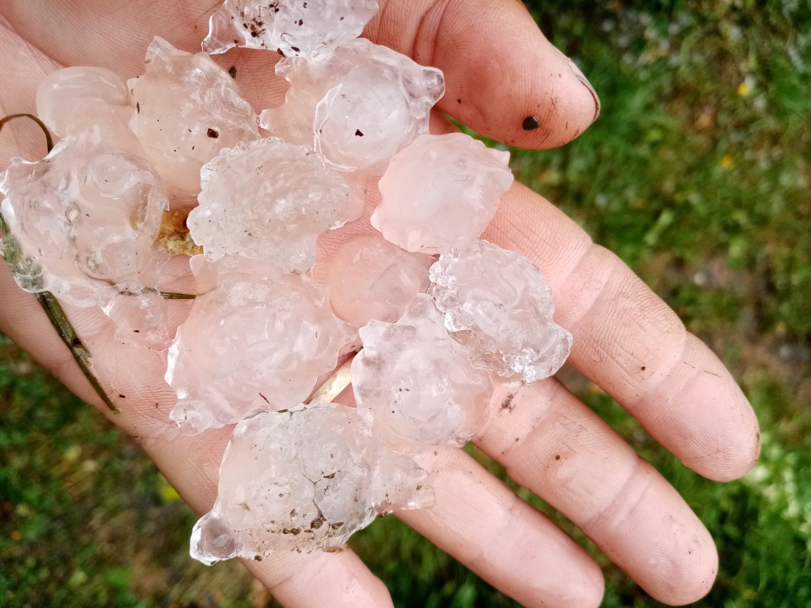 Svaki plod je razlupan i na zemlji, ovo se ne pamti: Strašno nevreme pogodilo Zapadnu Srbiju, grad veličine oraha uništio maline u mnogim selima (FOTO)