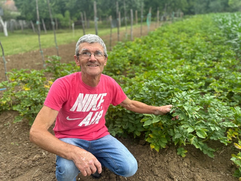 Plemenjača i zlatica su najveće pošasti među srpskim krompirima: Ovako Slavko iz Ljubića čuva svoj rod, vremenske prilike otežavaju posao povrtarima (FOTO)