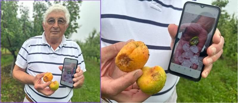 Grad razlupao i uništio kajsije sedam dana pre berbe / foto: RINA