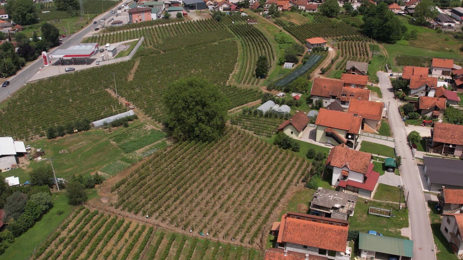 Žega kad upekne ne znaš gde se nalaziš, ali stavimo peškirić na glavu i pijemo vode pa nastvaljamo dalje: Toplotni talas drma Srbiju, ipak berači malina su i po vrućini na svom radnom mestu (FOTO)(VIDEO)