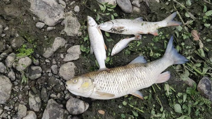 Na stotine mrtvih riba pluta po površini ili je nasukano na obalu, pomor hitno prijavljen nadležnim organima/ Foto: RINA