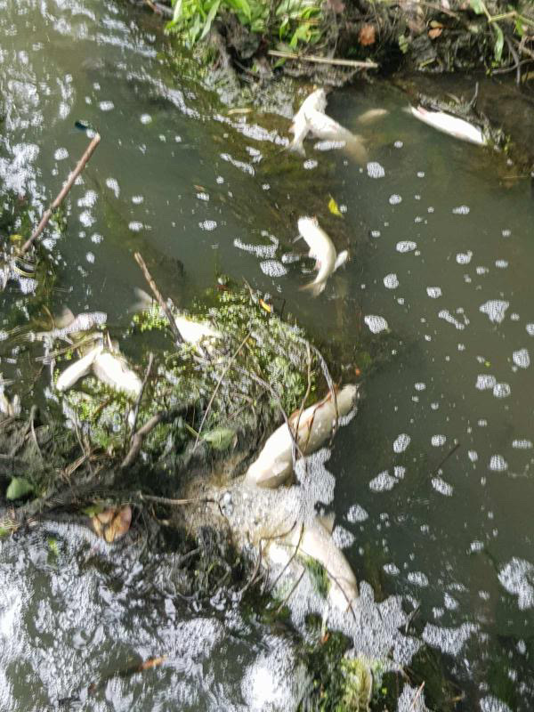 Na stotine mrtvih riba pluta po površini ili je nasukano na obalu, pomor hitno prijavljen nadležnim organima/ Foto: RINA
