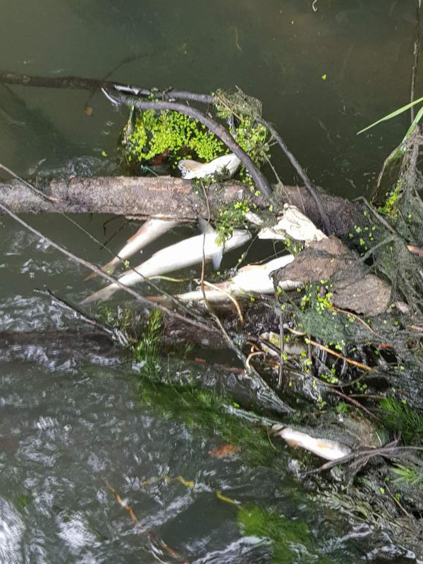 Na stotine mrtvih riba pluta po površini ili je nasukano na obalu, pomor hitno prijavljen nadležnim organima/ Foto: RINA
