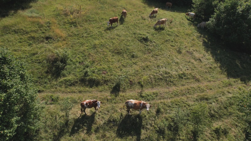 Volim moje kravice, a poneka kintica padne u džep; Čobanin Ljubenko sa planine Zlatar je penzioner ali ne odustaje od sezonskog posla i čobanske zarade, mladi od toga beže ko đavo od krsta (FOTO)