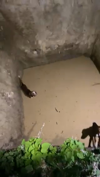 Pas upao u reku, hrabri vatrogasci nisu stali dok ga nisu spasili: Pune ruke posla za Službu zaštite i spašavanja Bijelo Polje, gori velika livada a vatra preti da ugrozi objekte (FOTO)