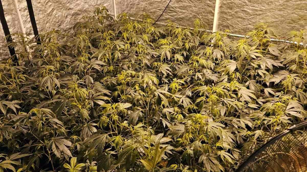 Otkrivena laboratorija marihuane u okolini Čačka: Dileru odmah stavljene lisice na ruke i odredjeno zadržavanje u policiji (FOTO)