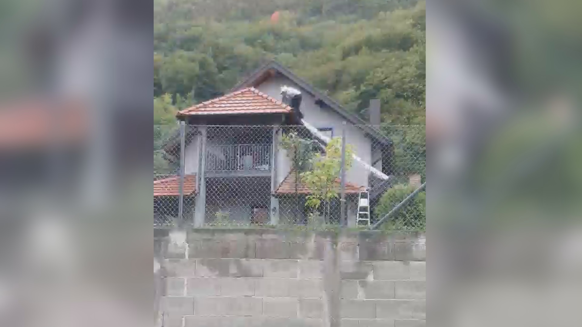 Gnezde se ispod krovova, a ubod može da probije najdeblju rukavicu i usmrti na licu mesta: Arsenije iz Užica je jedan od retkih koji hvata stršljenove, ovog leta ima pune ruke posla