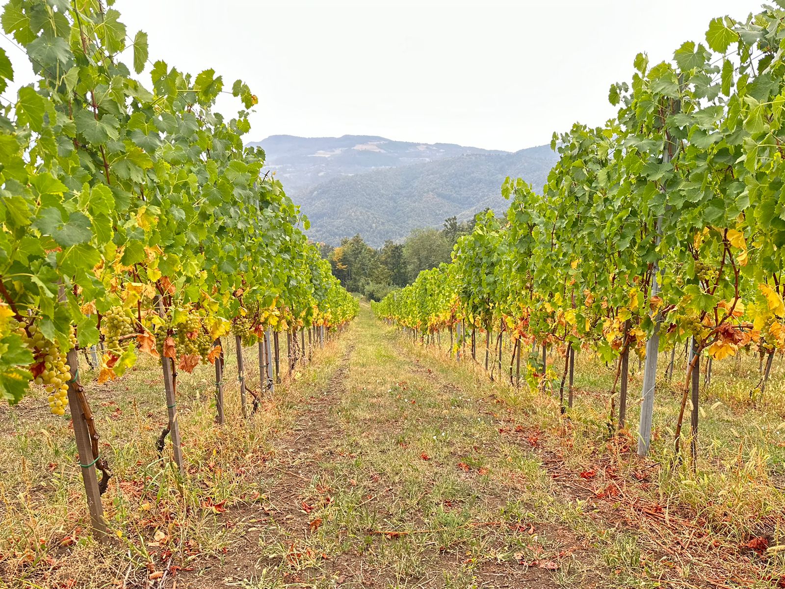 Tomići na Kablaru imaju vinograde / foto: RINA