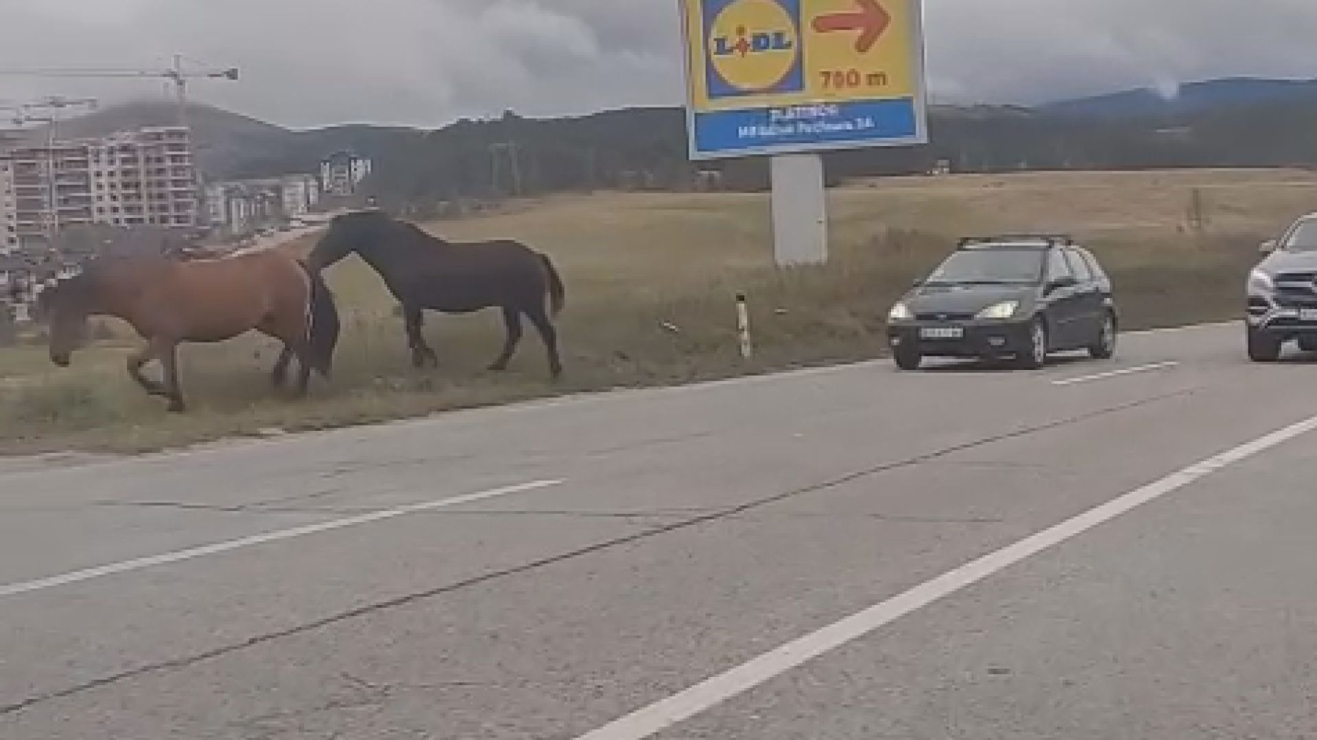 Moglo je biti opasno, da su ishitreno izleteli: Dva konja na trenutak zaustavila saobraćaj na ulasku u centar Zlatibora (FOTO)(VIDEO)