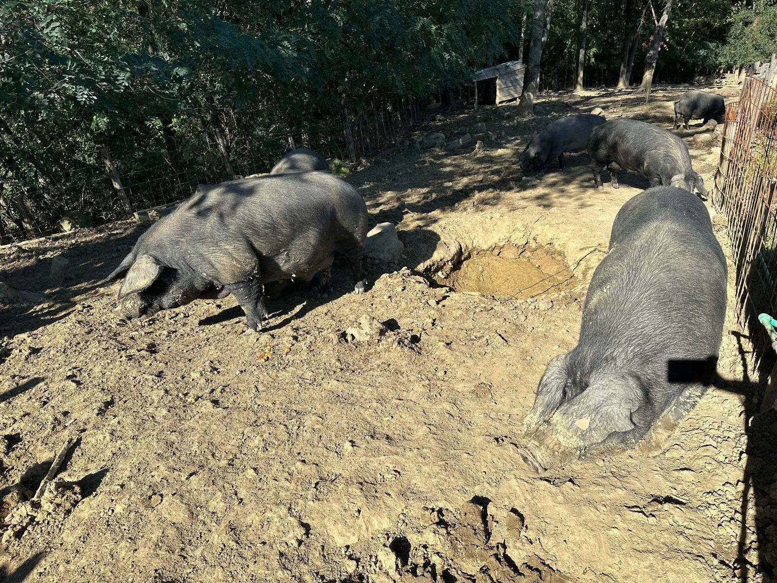 Bivši fudbaler vratio se u rodno selo i uzgaja svinje / foto: RINA