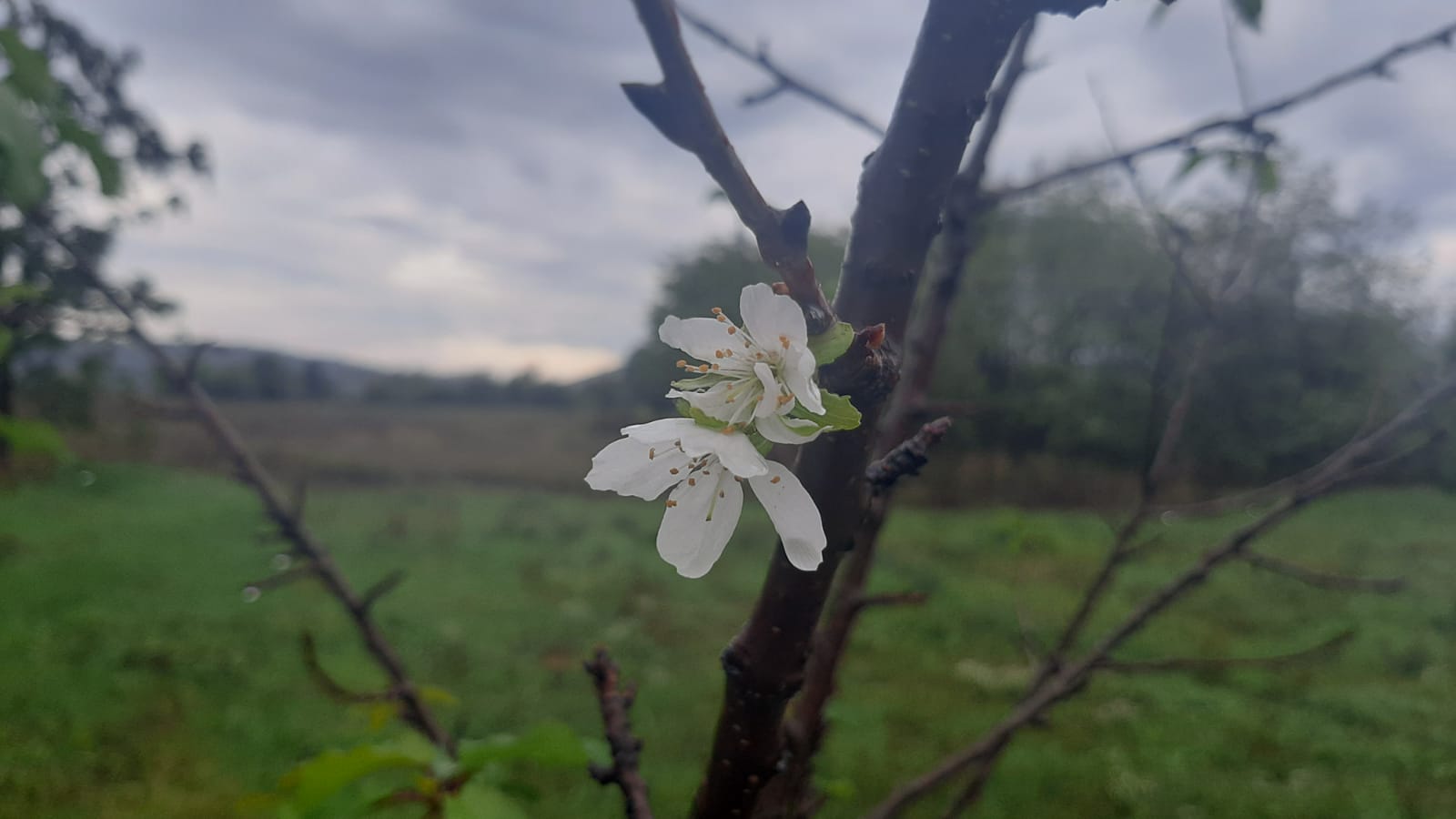 Procvetala trešnja usred jeseni kao da je maj: Zbunila se priroda u Topoli, na imanju Lazerevića pravo iznenađenje (FOTO)