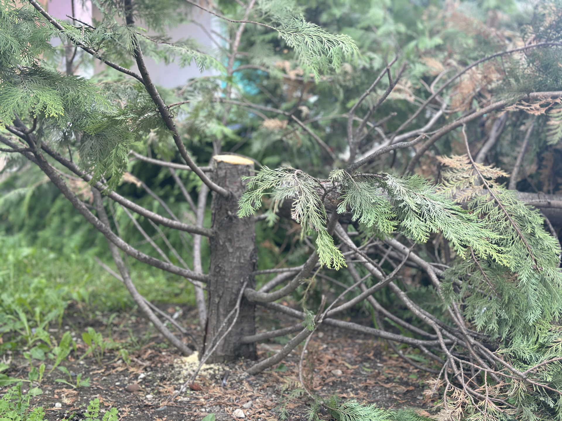 : Čačani iz Nemanjine ulice zgroženi prizorom koji ih je zatekao, vandal posekao šest mladih stabala / foto: RINA