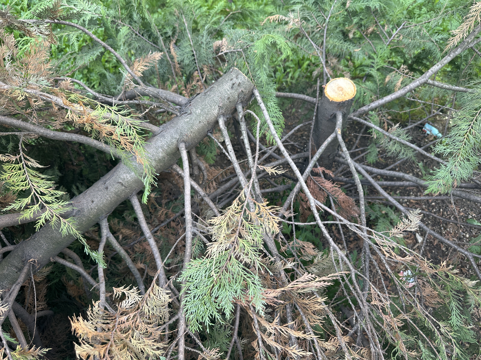 : Čačani iz Nemanjine ulice zgroženi prizorom koji ih je zatekao, vandal posekao šest mladih stabala / foto: RINA