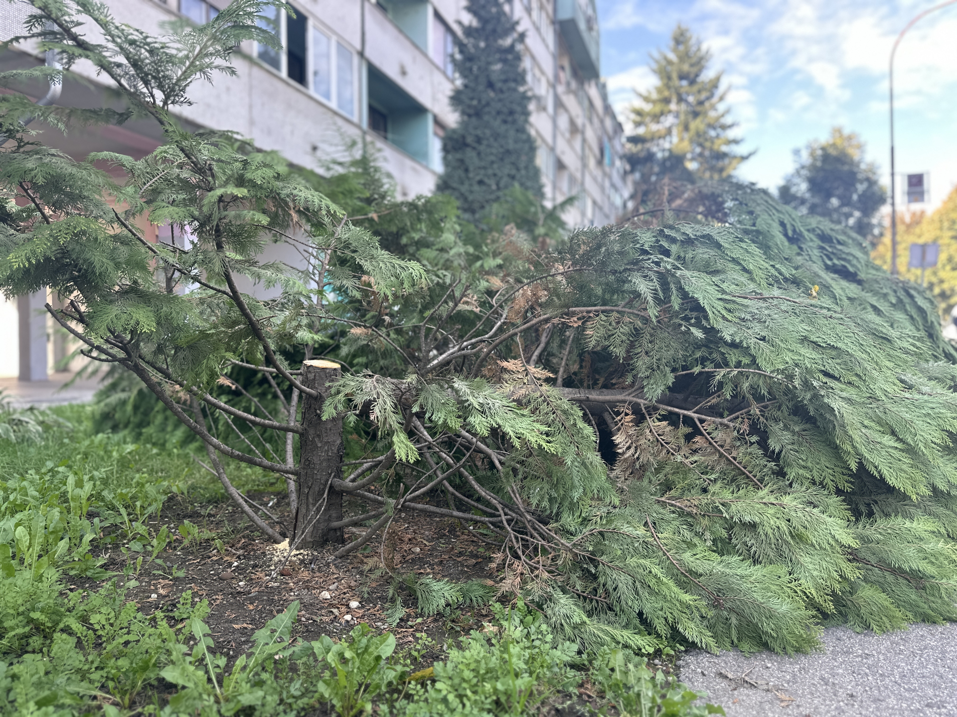 : Čačani iz Nemanjine ulice zgroženi prizorom koji ih je zatekao, vandal posekao šest mladih stabala / foto: RINA