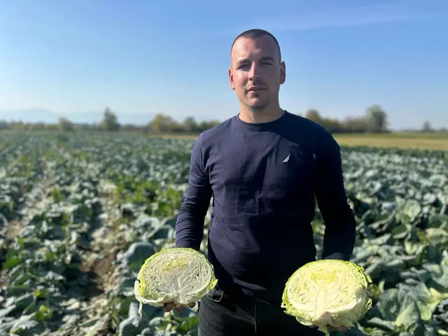Ogromna potražnja za srpskim kupusom, sav prinos ima svoje kupce: Za Dobricu iz sela Mršinci još nema predaha, radovi na njivi i dalje traju iako je zima na pragu (FOTO)