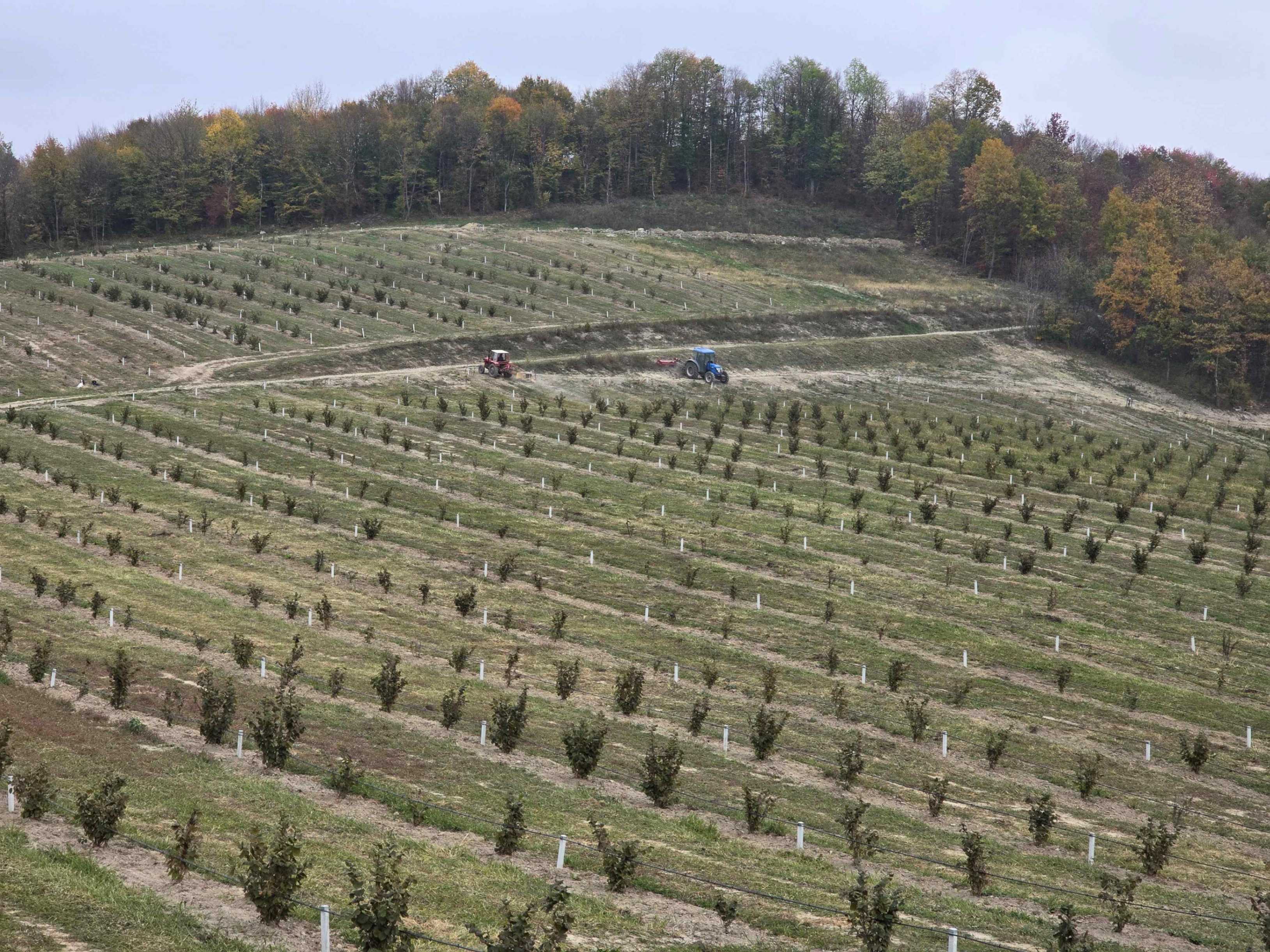 Plantaža lešnika i solarna elektrana u Lunjevici: Meštani i preduzetnik sami se organizovali i rehabilitovali stari put za dobrobiti svih (FOTO)