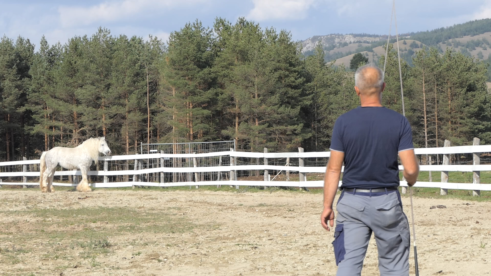 Medo i Sultan su najteži konji u Srbiji / foto: RINA