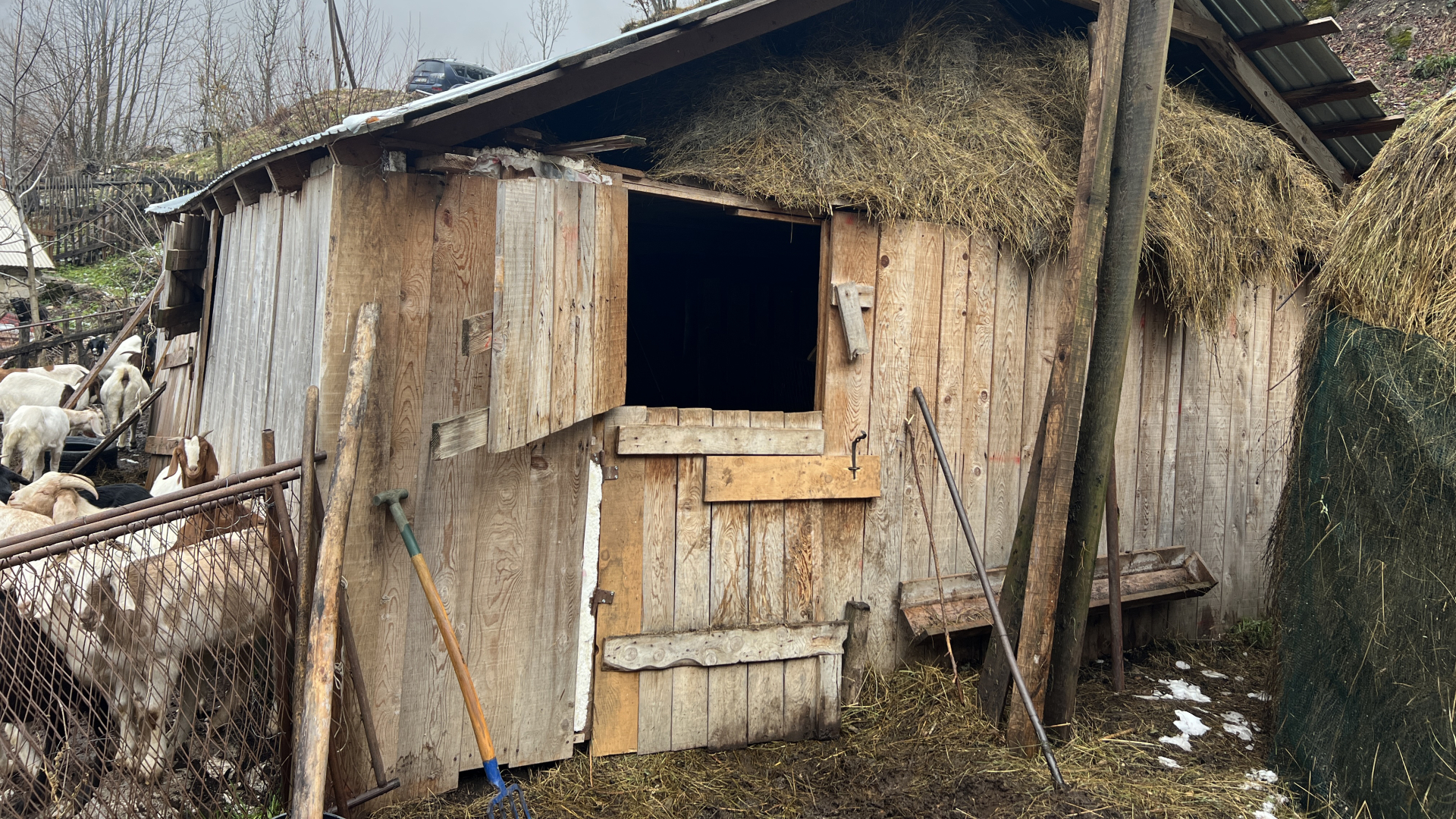 Medveda i vukova ima više nego ljudi: Ruskinja Tatjana menjala veliki grad za udaljeno i nepristupačno selo, sa mužem i kćerkom podno Volujka uzgaja koze (FOTO)