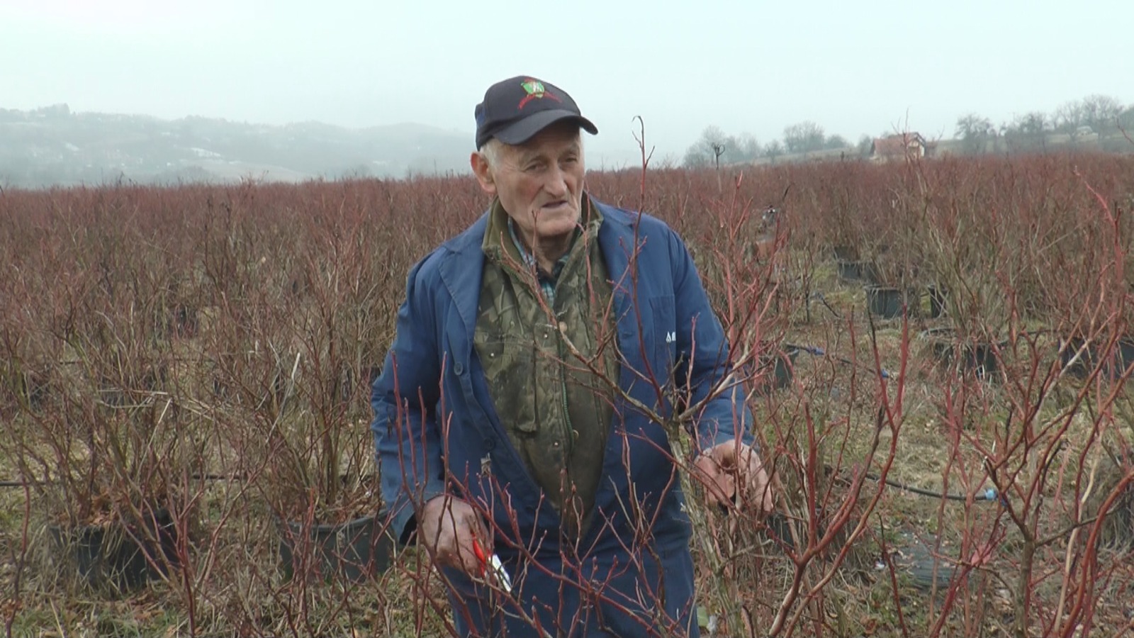 Borovnice su “plavo zlato”, ali ova voćka zahteva posebnu pažnju: Milorad iz sela Trnava ima osamdeset godina, ali ne odustaje od rada - rezultati ne izostaju/ Foto: RINA