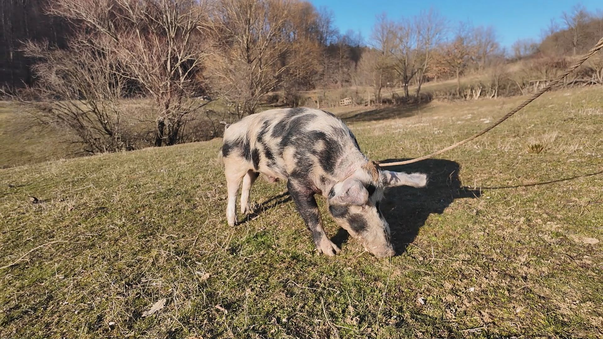 Neviđeni zavodnik drži pod kontrolom 400 svinja podno Homolja: Šarac je vepar šampion, do sada ostavio oko 10.000 potomaka - kad je svinja teška ima i posebna tehnika (FOTO)