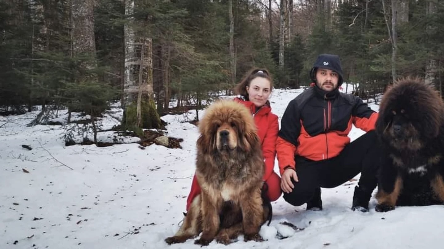 Nevena i Zoran čitavu svoju ušteđevinu dali za tibetskog mastifa od 10.000 eura: Nekada prvi vlasnici lava među psima a danas imaju odgajivačnicu, jedno štene košta preko 1.000 eura (FOTO)