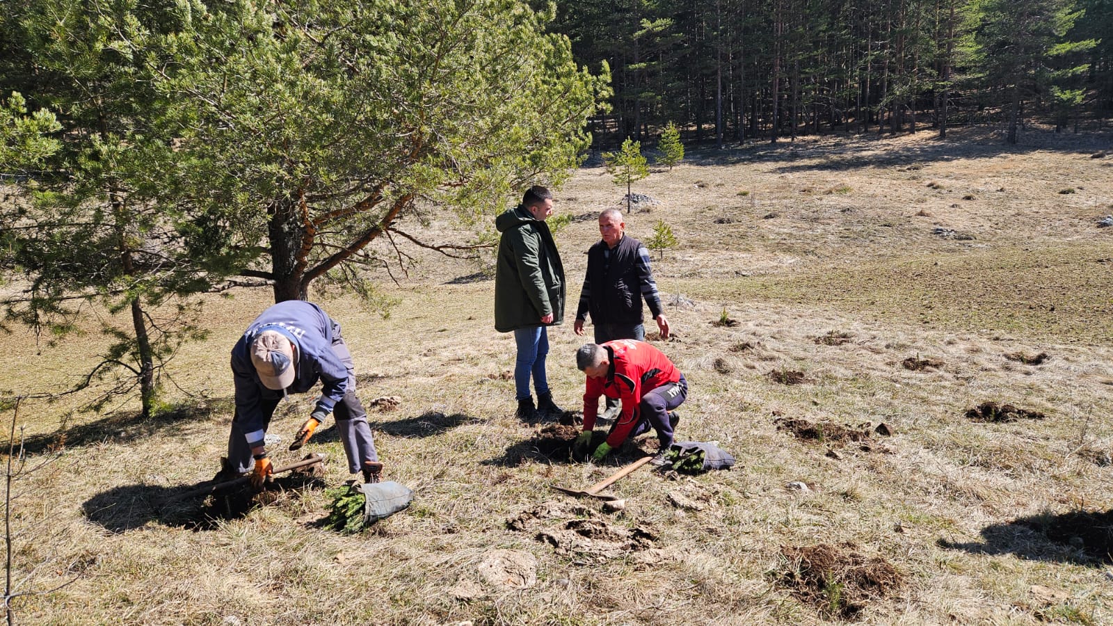 Nova pluća dobija opština Prijepolje - sjajna vest: Obnavlja se šumska površina na preko 100 hektara površine i sadi se čak 270.000 sadnica (FOTO) 