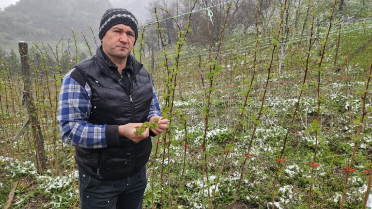 Zabrinuti voćari u Polimskoj dolini zbog snega i mraza u aprilu / foto: RINA