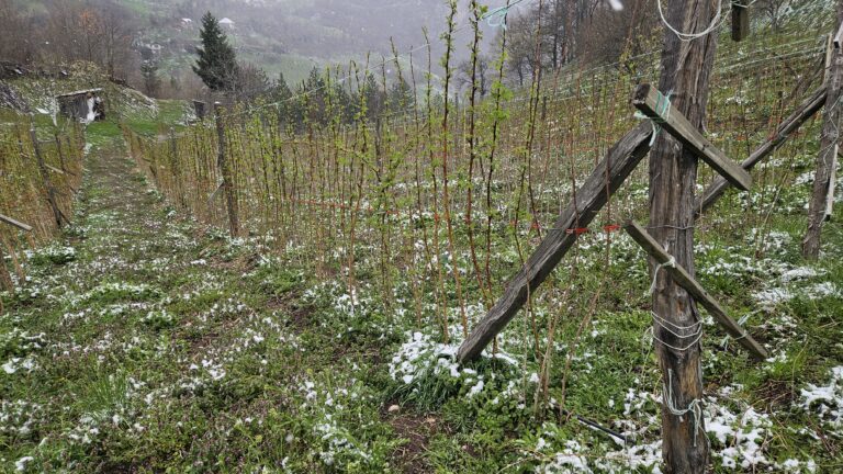 Zabrinuti voćari u Polimskoj dolini zbog snega i mraza u aprilu / foto: RINA
