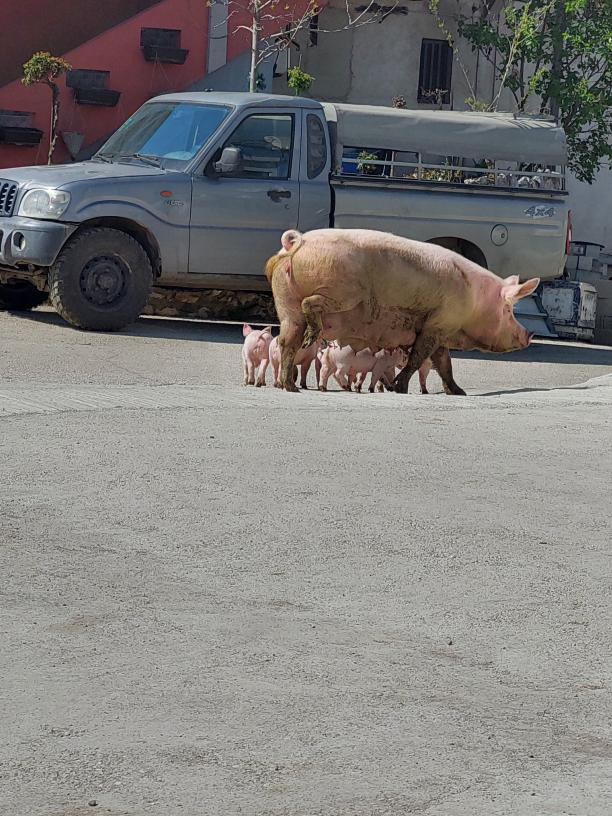 Neobičan prizor na ulici zvanoj "prase štrase" u Čačku: Svinja sa prasićima krenula u šetnju - ili u beg pred praznike (FOTO) 