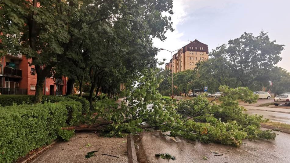 Ogromno stablo palo na ulicu: Tragedija izbegnuta za dlaku u centru Bajine Bašte
