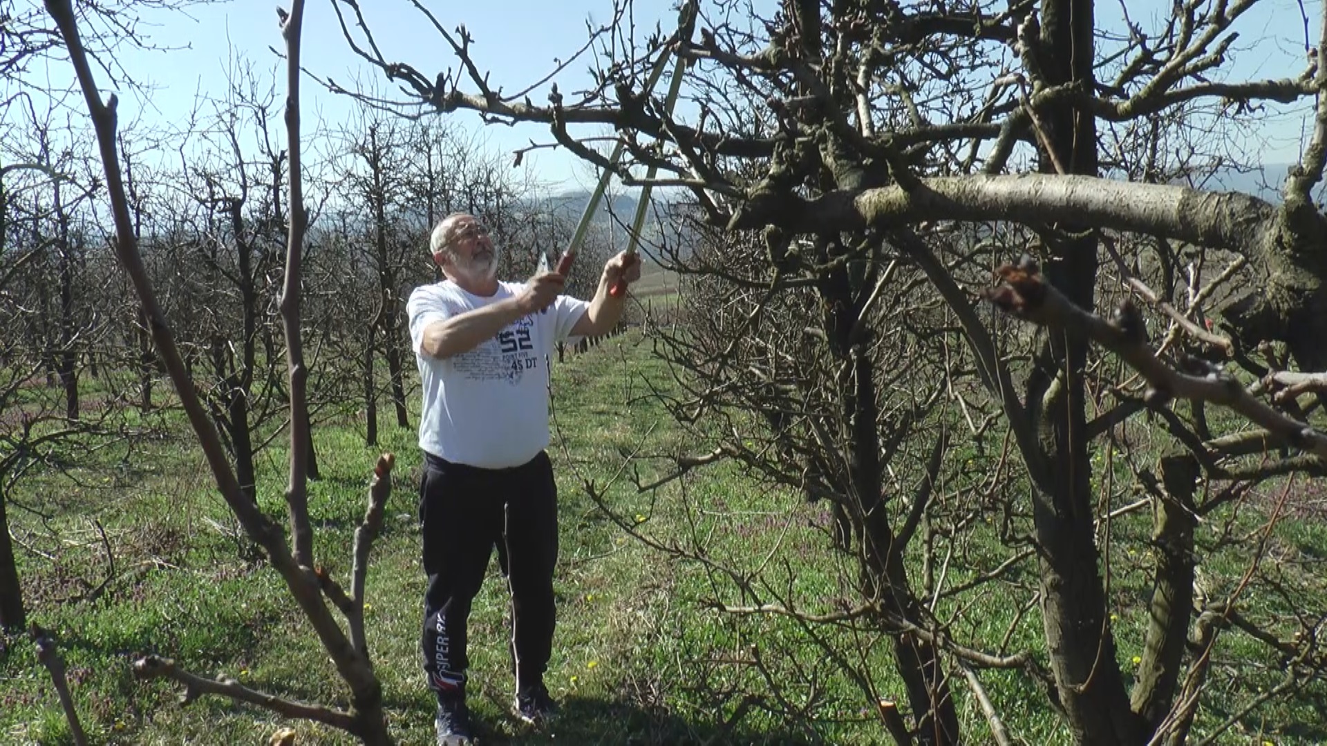 Borko iz dragačevskog sela Goračići na preko šest hektara uzgaja krušku viljamovku / foto: RINA