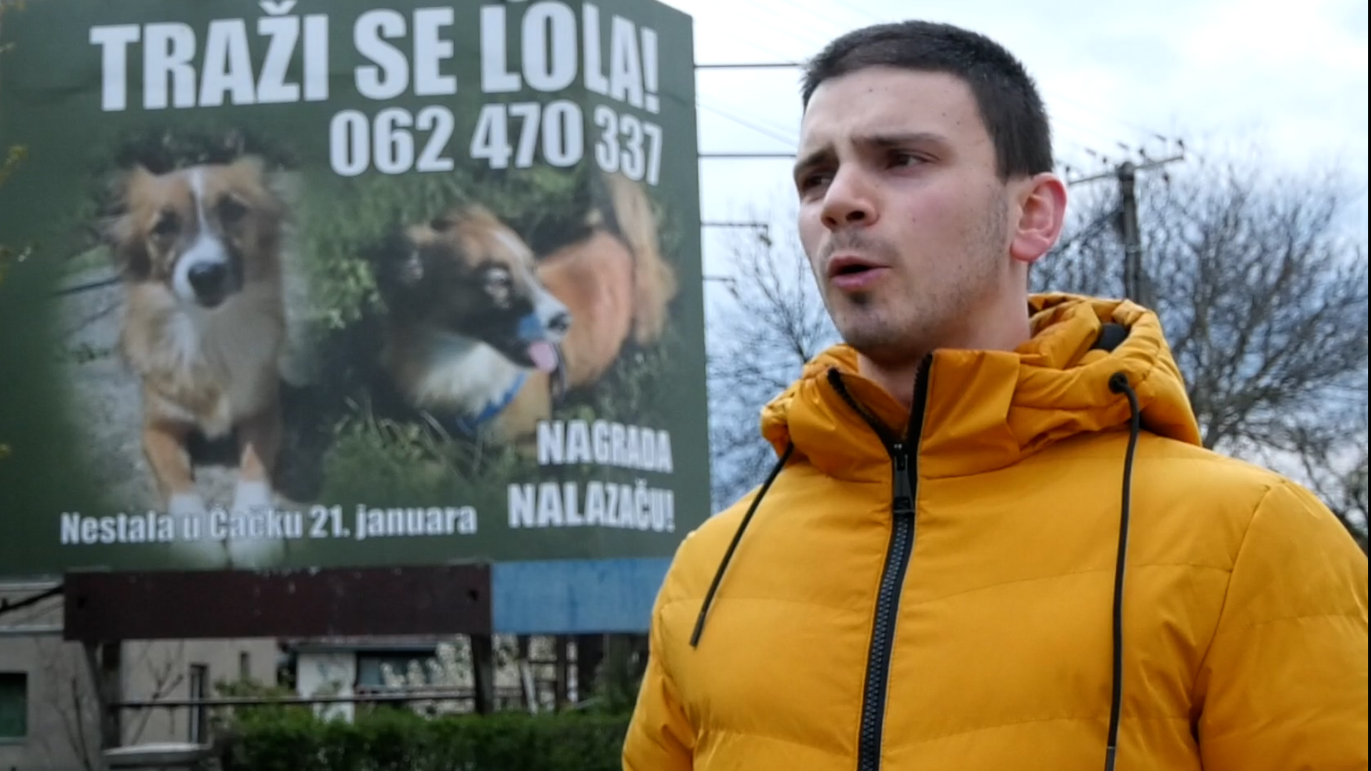 Marko zakupio bilbord kako bi našao svoju Lolu: Dirljiva priča o ljubavi čoveka i psa, mladi Čačanin mesecima traži svog ljubimca (FOTO) 