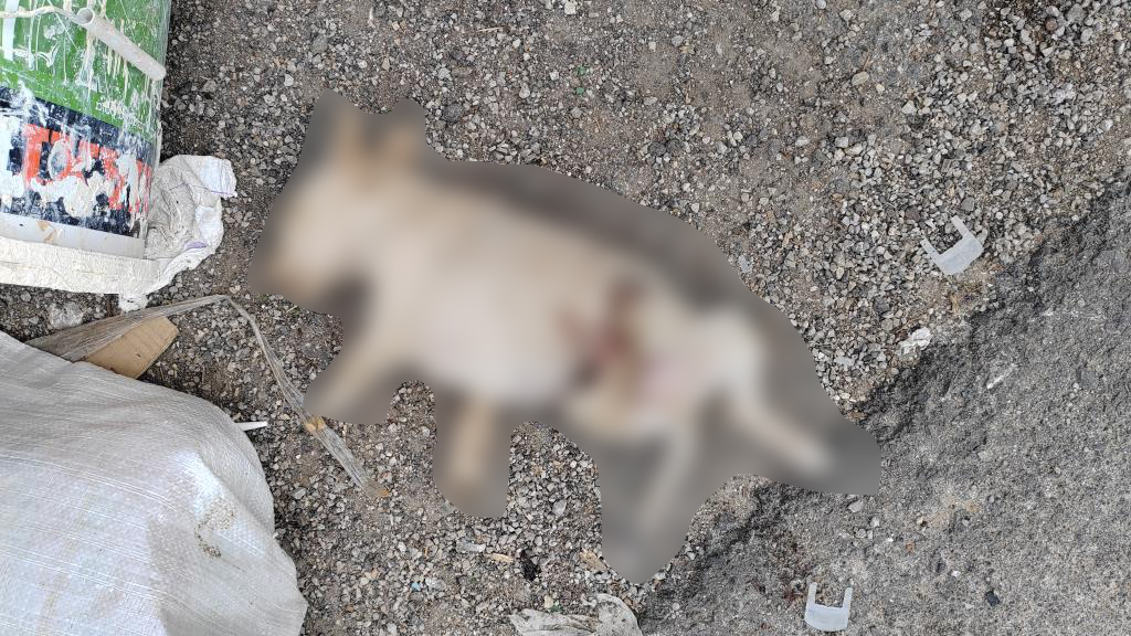 Gladni, žedni i uplašeni čekaju smrt: Užasan prizor u okolini Užica - Aleksandra i njena drugarica na improvizovanoj deponiji pronašle životinje (FOTO)