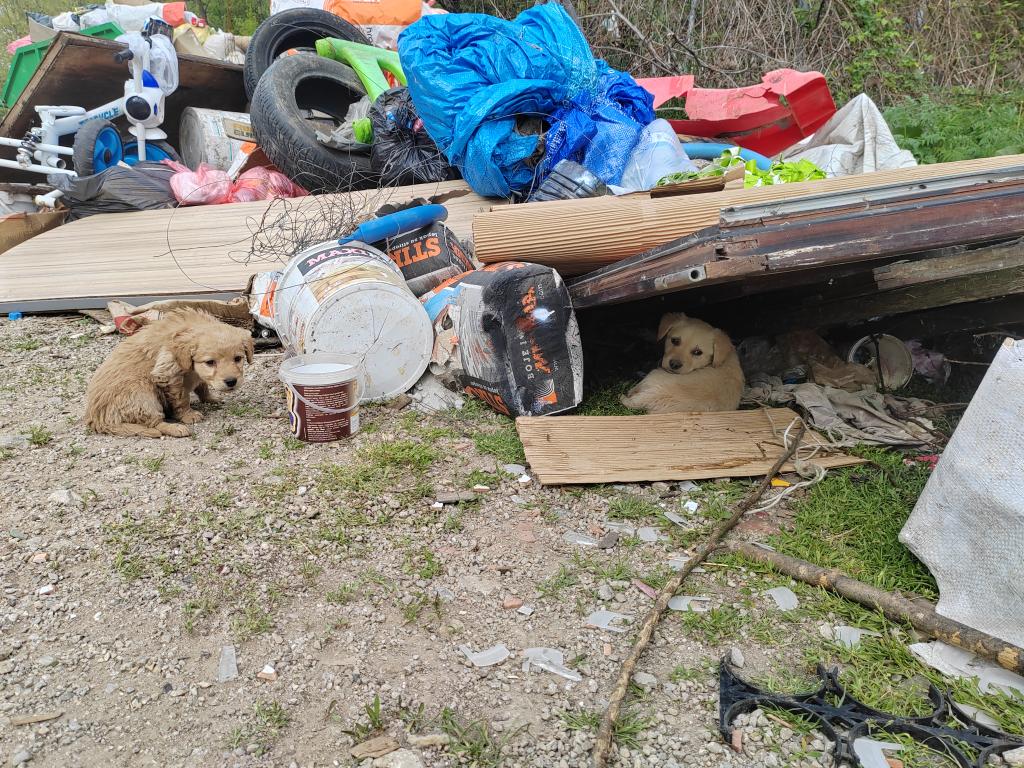 Užasan prizor kod Užica / foto: RINA