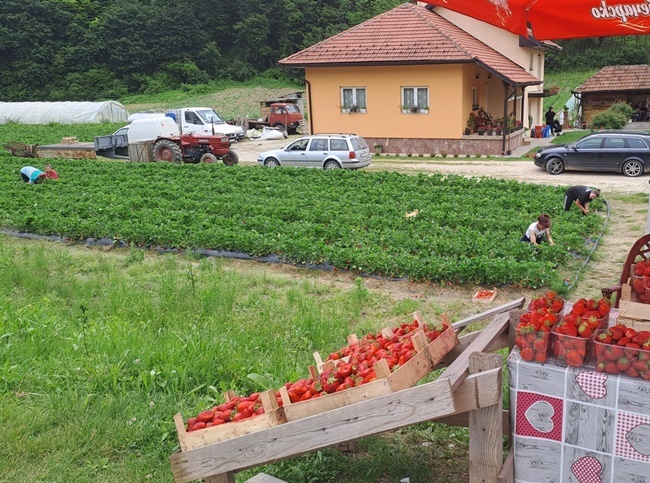 Nema laži, nema prevare - voće iz njive ide pravo na tezgu: Ovo je srpska ulica jagoda u dragačevskom selu Rti, sve miriše na crvene plodove (FOTO)