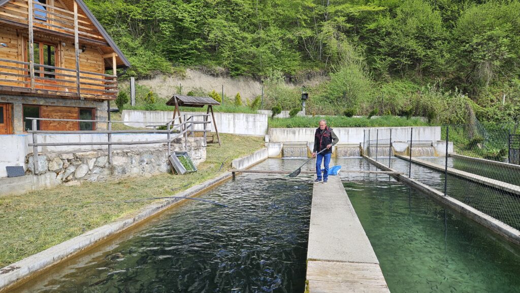 Počeo sa jednim bazenom, danas ih ima 10: Vojo proizvede preko 20 tona pastrmke godišnje - ostvario svoj dečački san otvorivši ribnjak (FOTO)