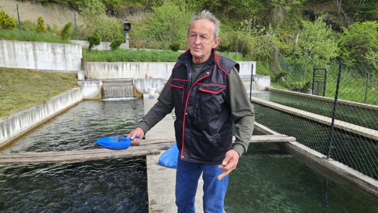 Vojova pastrmka stiže na trpeze širom Zlatiborskog okruga / foto: RINA