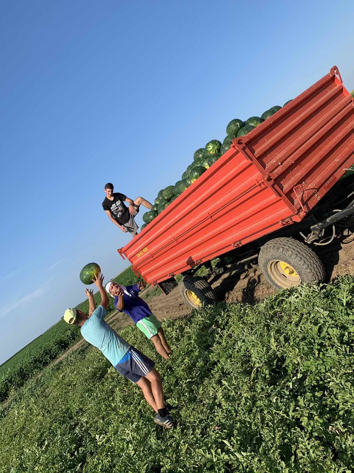 Sava iz sela Deronje mladi poljoprivrednik za primer / foto: RINA