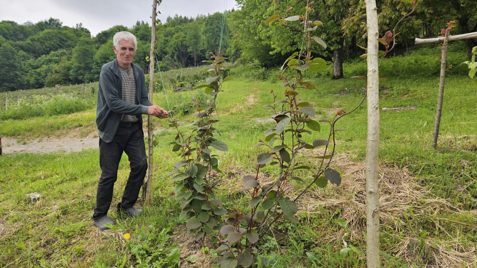 Čudo u selu Vinicka kod Prijepolja: Kod domaćina Milivoja usred imanja raste kivi, tropsko voće ne mari za oštru planinsku klimu (FOTO) 
