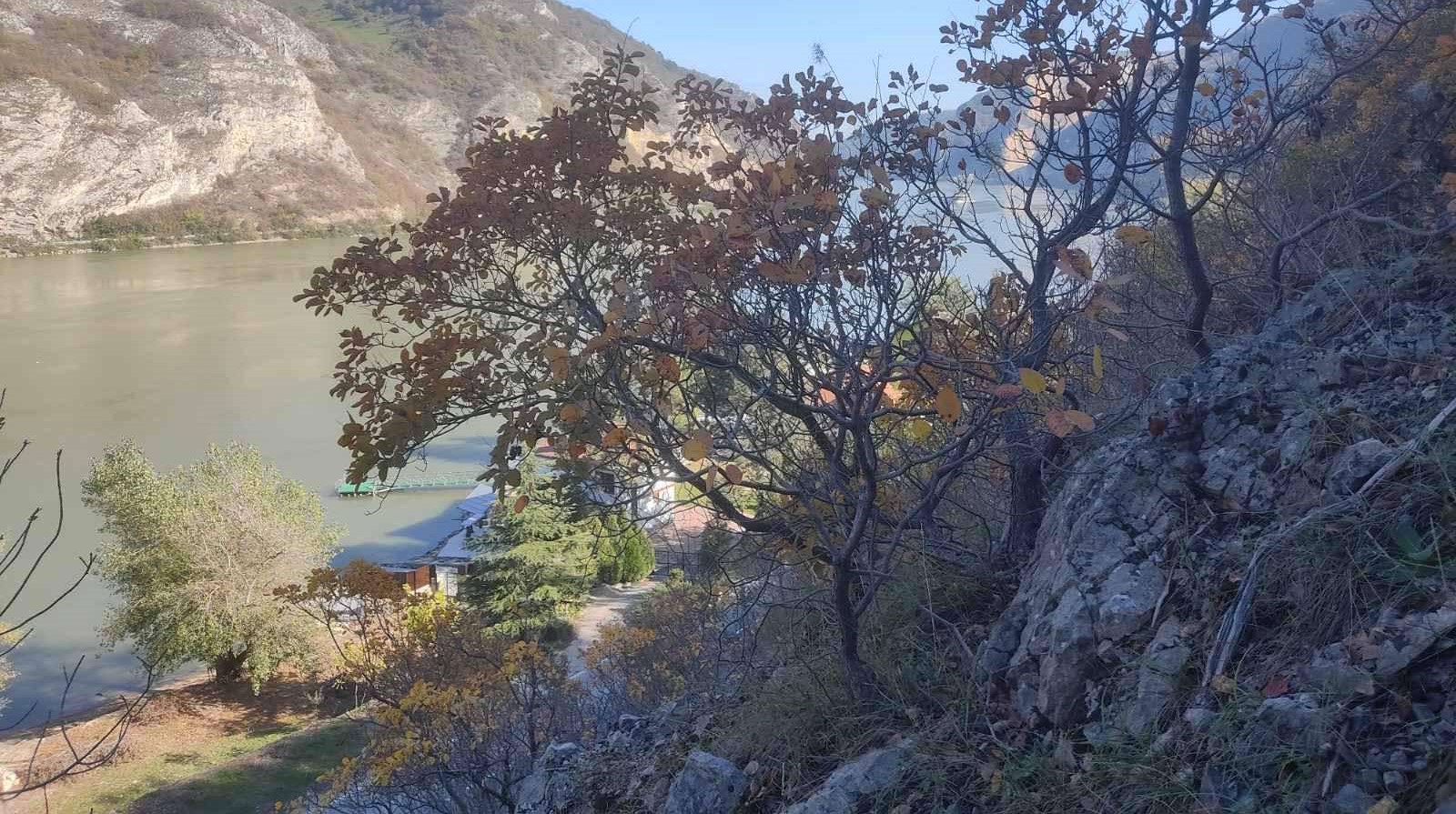 Vatreni grm je prirodni antibiotik, leči bolesti bubrega i infekcije: Rujevina - nekrunisana kraljica zdravlja, za njenim čajem vlada ogromna potražnja (FOTO)